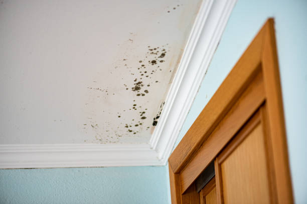 Best Mold Cleaning Services  in Edmonston, MD