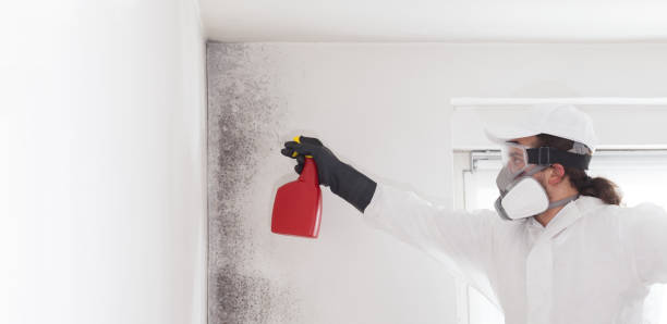 Best Toxic Mold Removal  in Edmonston, MD