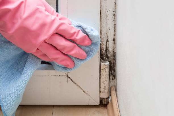 Best Office Mold Removal Services  in Edmonston, MD