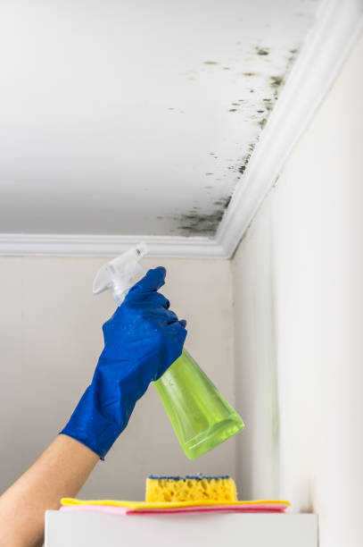 Best Crawl Space Mold Removal  in Edmonston, MD
